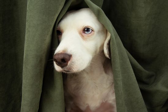hund-versteckt-sich