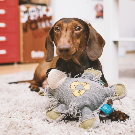 hund-nachhaltiges-spielzeug