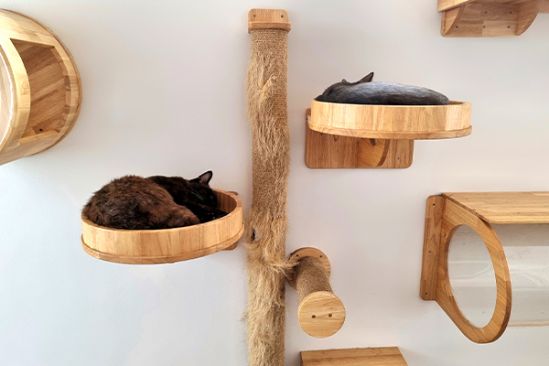 Zwei Katzen schlafen auf Kletterwand