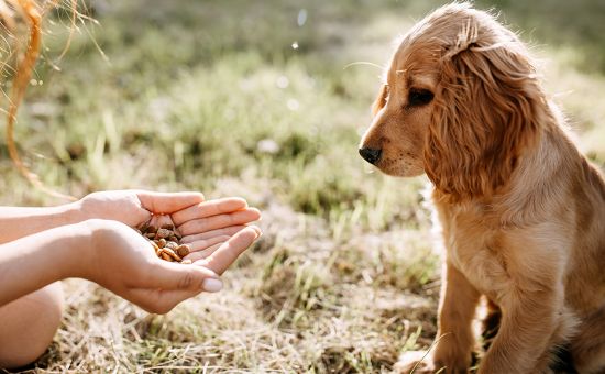 Hund_Futterbeutel_Training_shutterstock_1758437075_Beitragsbild_970x600