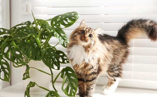 Katze_giftigePflanzen_shutterstock_1616860795_Beitragsbild_970x600