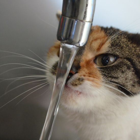 Katze-trinkt-aus-Wasserhahn