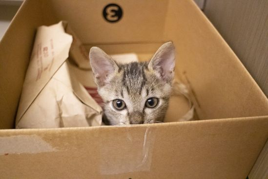 katze-im-karton