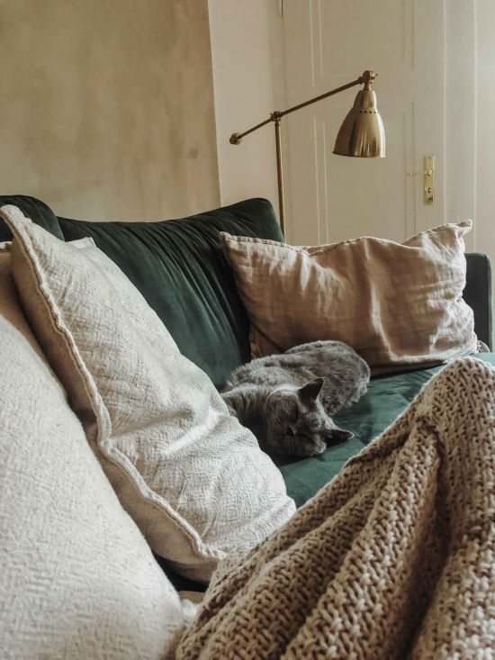Katze-Samtsofa