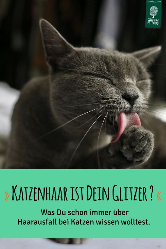 pin-haarausfall-katze