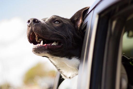hund-im-auto