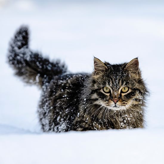 Flauschige Katze läuft durch Schnee