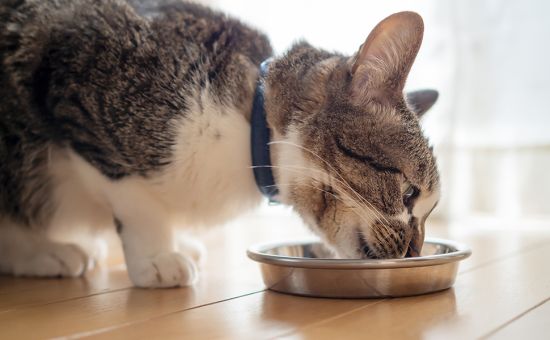 Katze_Rezepte_shutterstock_1672584505_Beitragsbild1