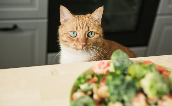Saisonkalender_Katze_Allgemein_shutterstock_468498932_Beitragsbild2_970x600