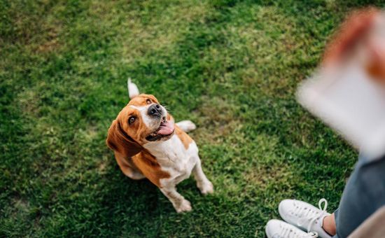 Hund_nachhaltigleben_shutterstock_1082450828_Beitragsbild_970x600