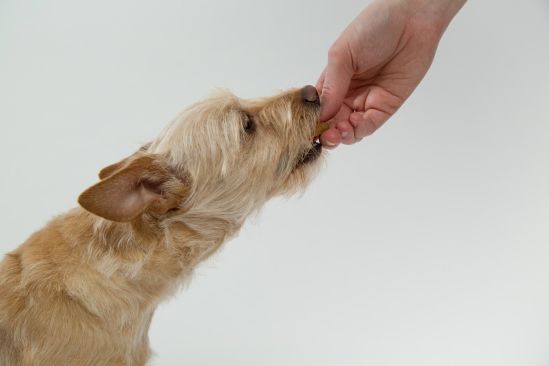 dog-843800_1920-neu