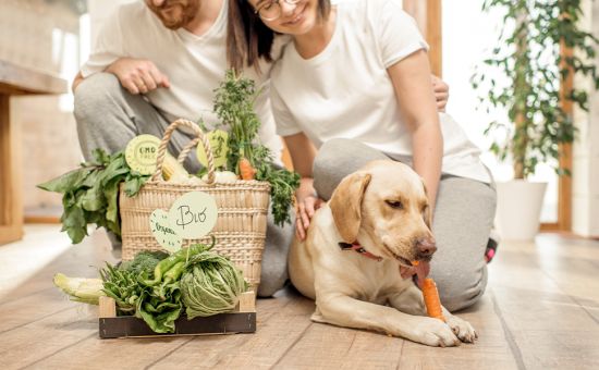 Hund_Kohlenhydrate_shutterstock_1136282684_Beitragsbild_970x600