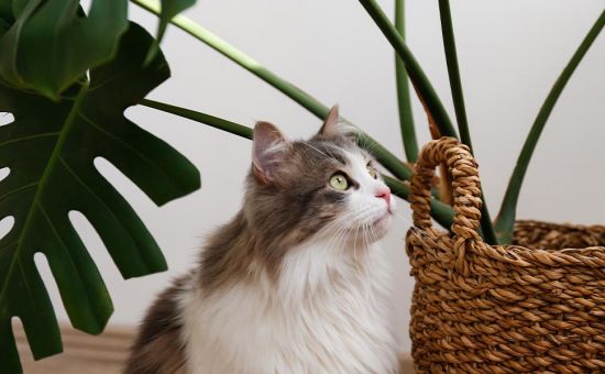 Katze_giftigePflanzen_shutterstock_2150187587_Beitragsbild_970x600