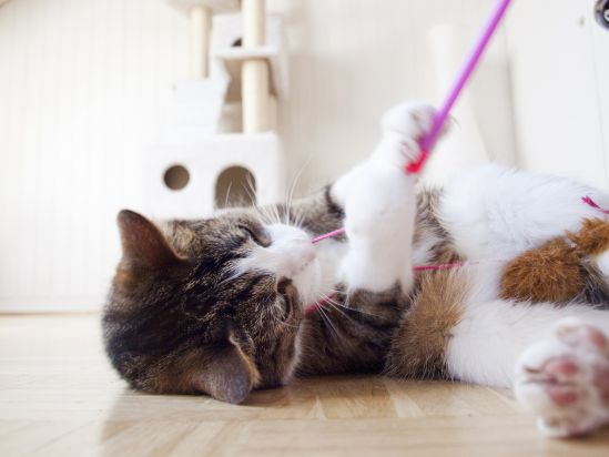 Katze-spielt
