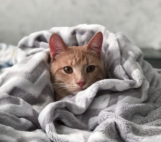 katze-in-decke