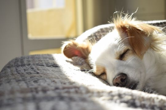 hund-schlaeft-auf-sofa-in-der-sonne