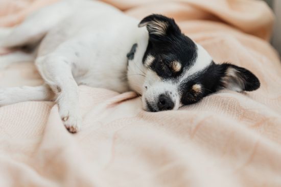 hund-schlaeft-auf-decke