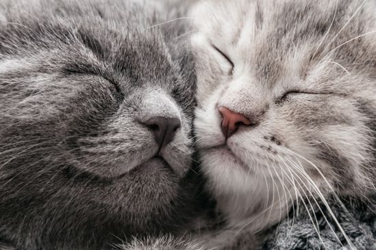 zwei-graue-kitten-kuscheln