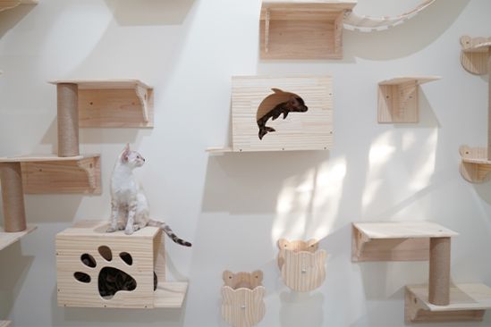 Kleine weiße Katze sitzt auf Kletterwand
