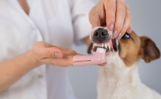 hund-zahnpflege-zahnbuerste