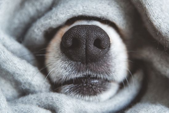 Hund_natuerliche_wurmkur_shutterstock_1705031542_Beitragsbild1