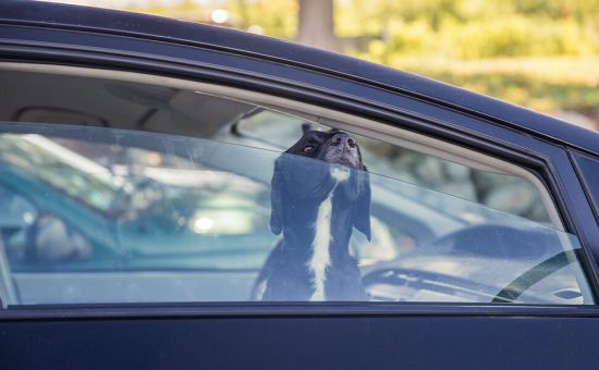 Hund_Abkuehlung_shutterstock_1041644038_Beitragsbild4tp