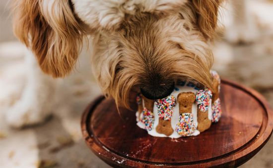 HundGeburtstag_shutterstock_2093725744_Beitragsbild_970x600
