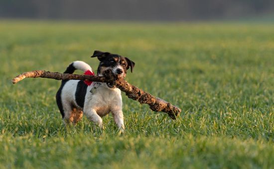 Hund_nachhaltigleben_shutterstock_2138097123_Beitragsbild_970x600